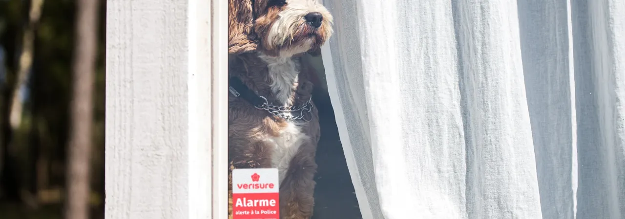 chien alarme plaque dissuasive