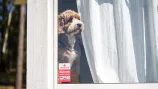 chien alarme plaque dissuasive
