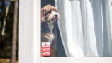 chien alarme plaque dissuasive