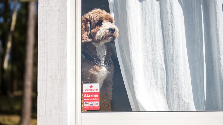 chien alarme plaque dissuasive