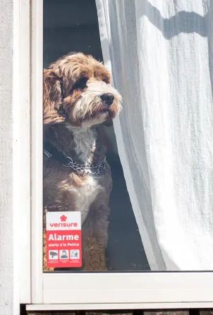 chien alarme plaque dissuasive