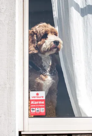 chien alarme plaque dissuasive